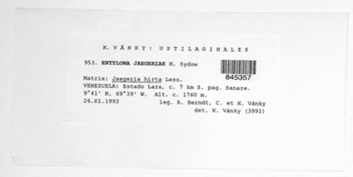Entyloma jaegeriae image